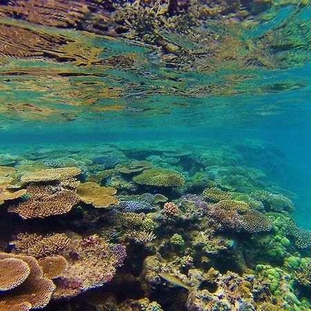 Mai Dive' Astrolabe Reef Resort Naqara Luaran gambar