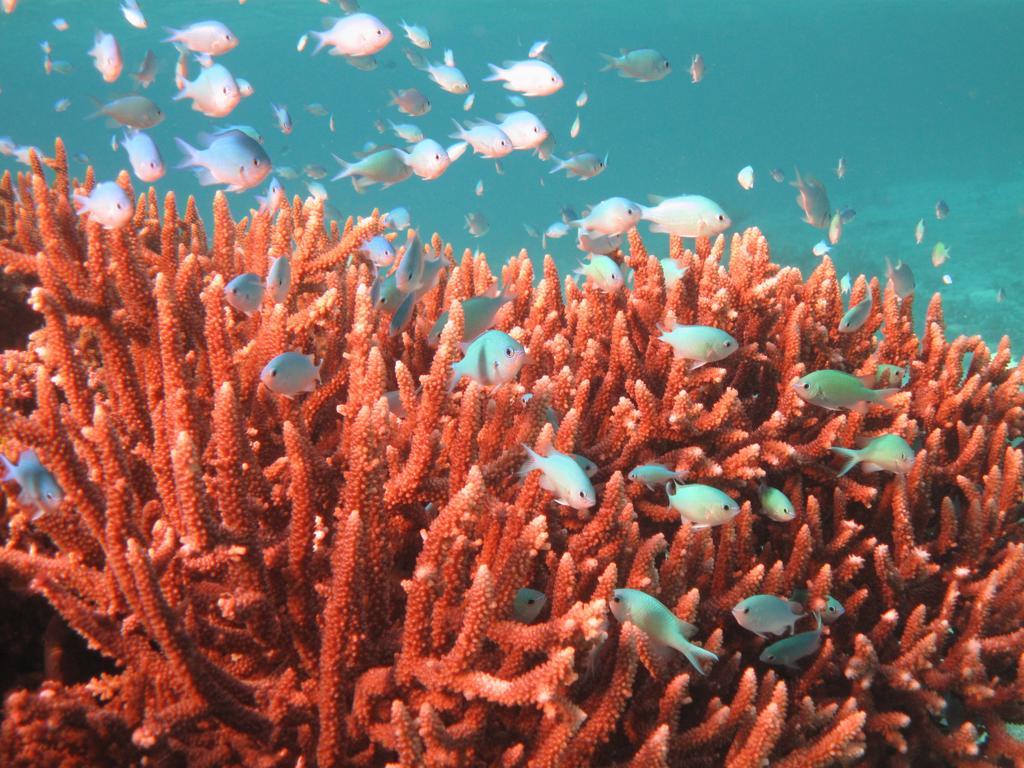 Mai Dive' Astrolabe Reef Resort Naqara Luaran gambar