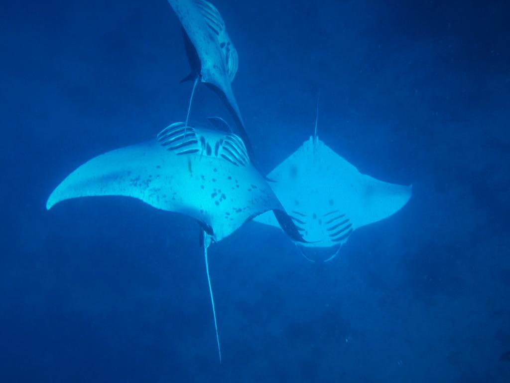 Mai Dive' Astrolabe Reef Resort Naqara Luaran gambar