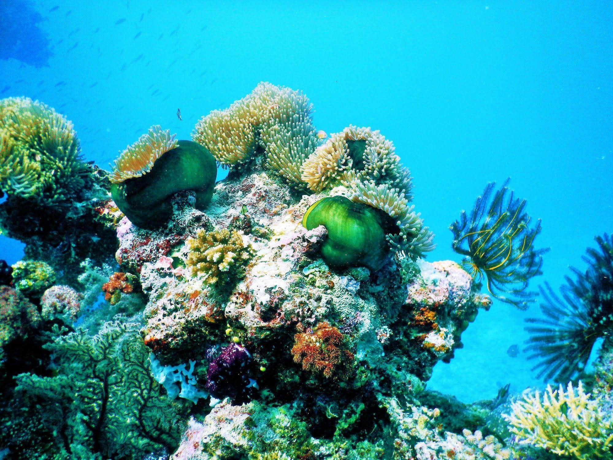 Mai Dive' Astrolabe Reef Resort Naqara Luaran gambar